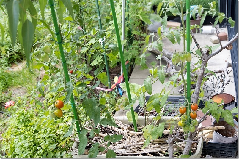 プランターでトマト栽培