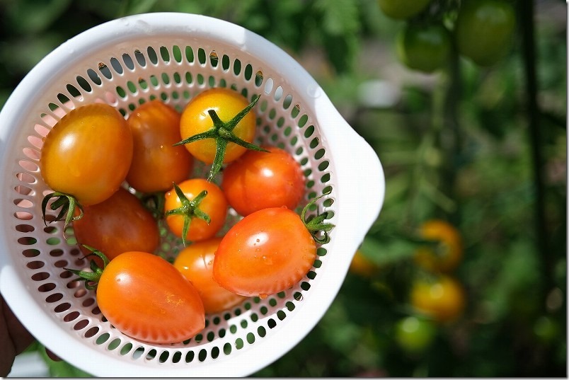 トマト・ルビーノを大量収穫中