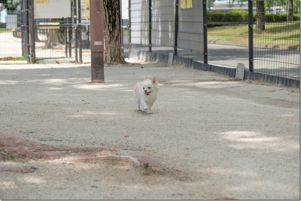 福岡市西区,西部運動公園のドッグラン(犬・チワワ)