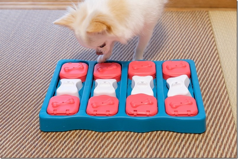 犬、知育玩具「ニーナオットソンDogBrick」をチワワの「こむぎ」チャレンジ
