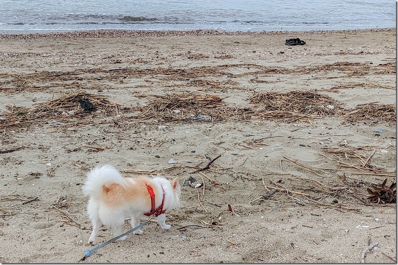 福岡市西区の小戸公園に犬と散歩、砂浜