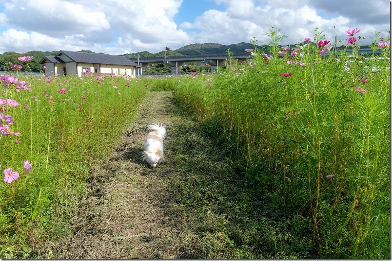 周船寺のコスモス畑を犬と散策