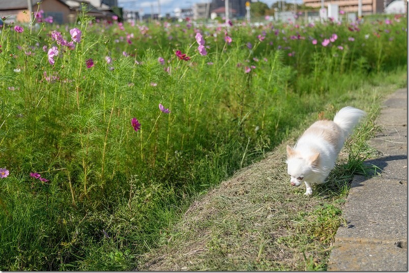 周船寺のコスモス畑を犬と散歩