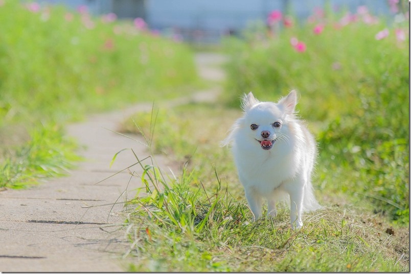 福岡市西区周船寺のコスモス畑の中を犬と散歩、犬とコスモス