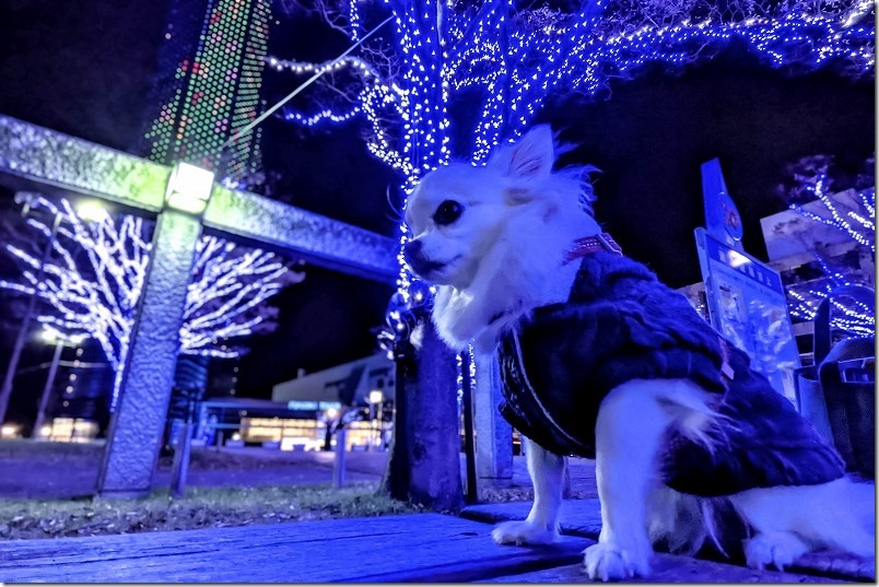 福岡タワーのクリスマスツリーと犬