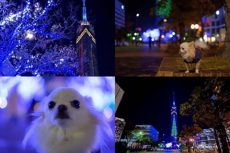 福岡タワー クリスマスイルミネーションを犬と散歩（点灯期間・点灯時間）