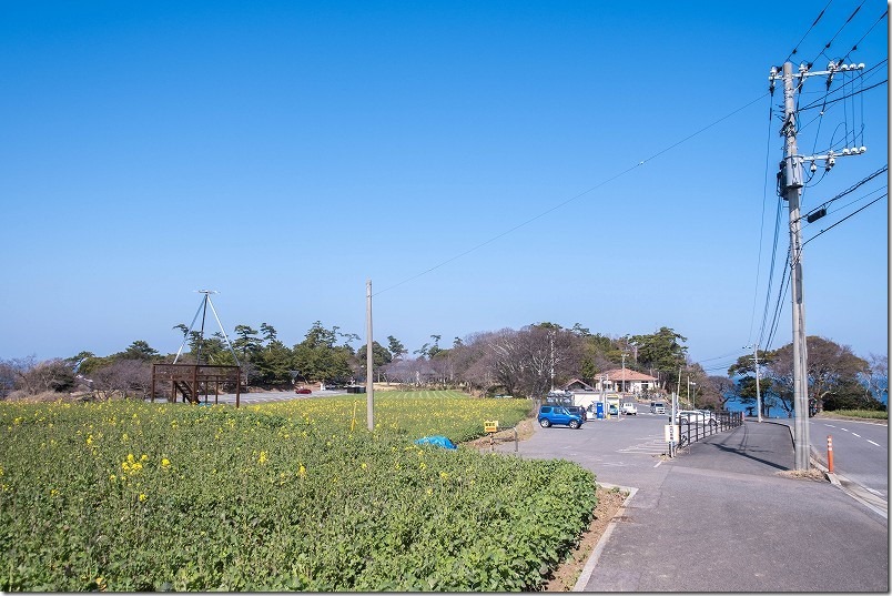 長崎鼻,九州最大級の菜の花畑（大分県豊後高田市)、駐車場