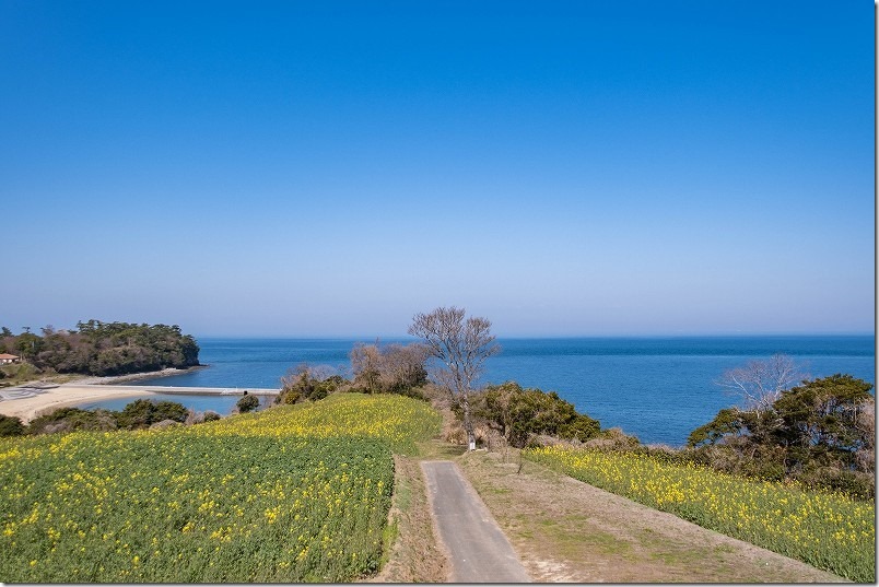 長崎鼻、水平線一望の展望台から菜の花畑と海