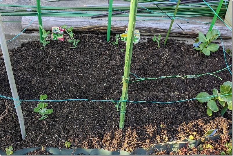 スナップエンドウとそら豆を2月に苗定植～4月収穫