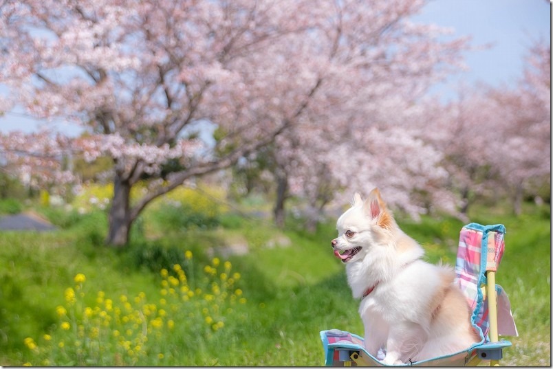 室見川付近を桜見散歩。椅子に座る犬