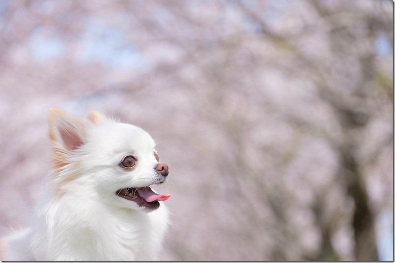 室見川付近を桜見散歩。桜と犬