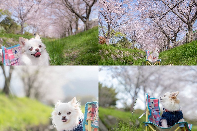 室見川付近の桜並木を犬と散歩（福岡市西区）