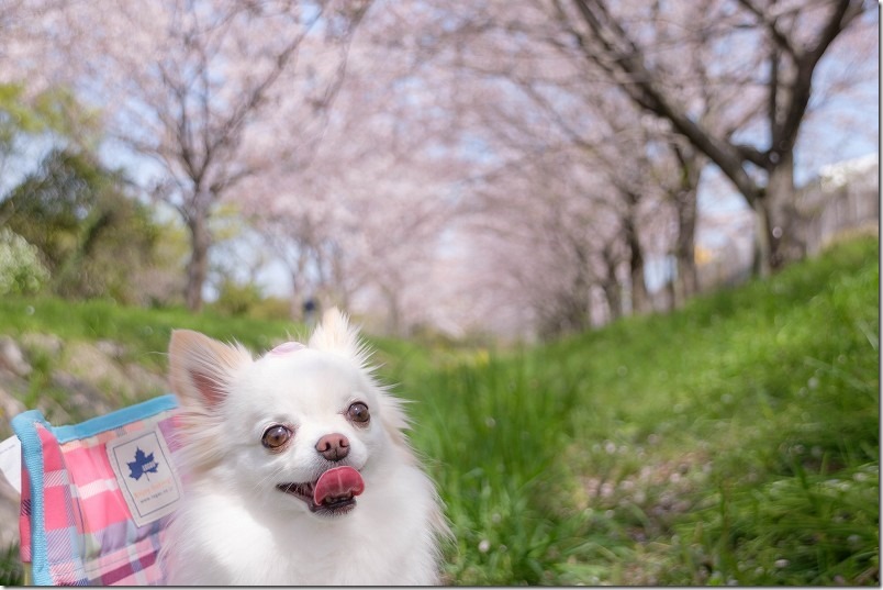 室見川付近の桜並木。犬の頭に桜の花びら
