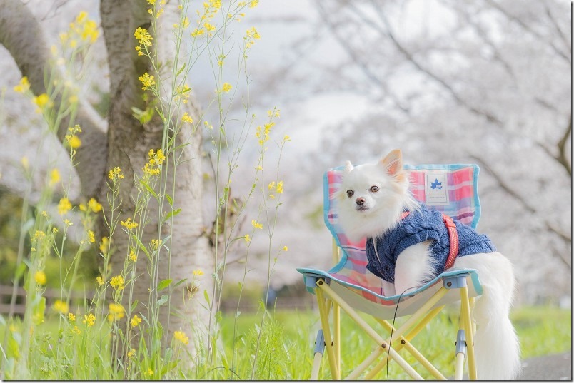 室見川付近を桜見散歩。菜の花と犬