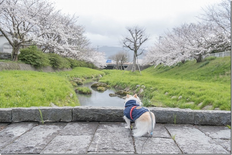 室見川を桜見散歩。福岡市西区と早良区の間にかかる田村大橋付近