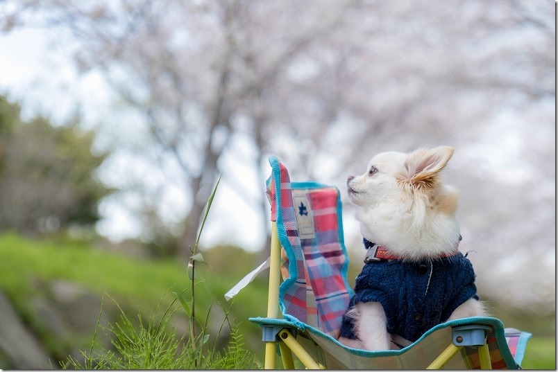 室見川付近を桜見散歩。満開の桜を見上げる犬