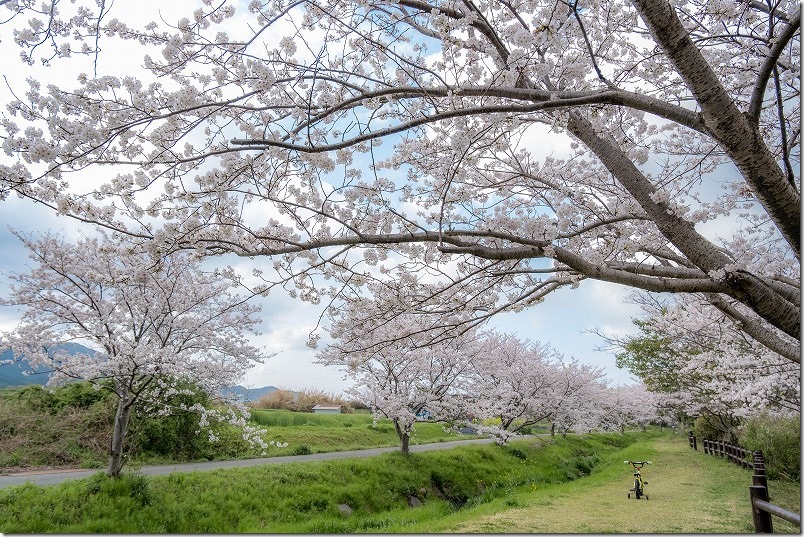 室見川付近を桜見散歩。小川と桜