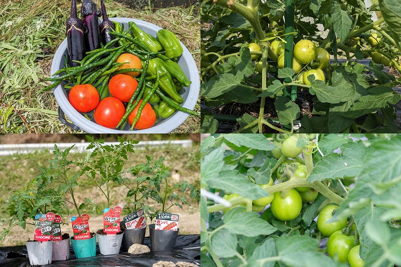 カゴメ　手間のいらないトマト凛々子の栽培・植え付け・収穫