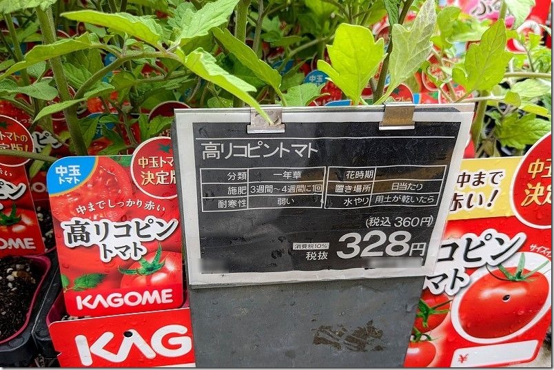 カゴメ、高リコピントマトの苗を購入