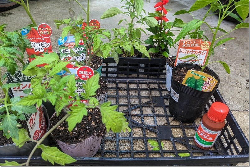 １サイズ大きなポットに高リコピントマトの苗を植え替えメネデール
