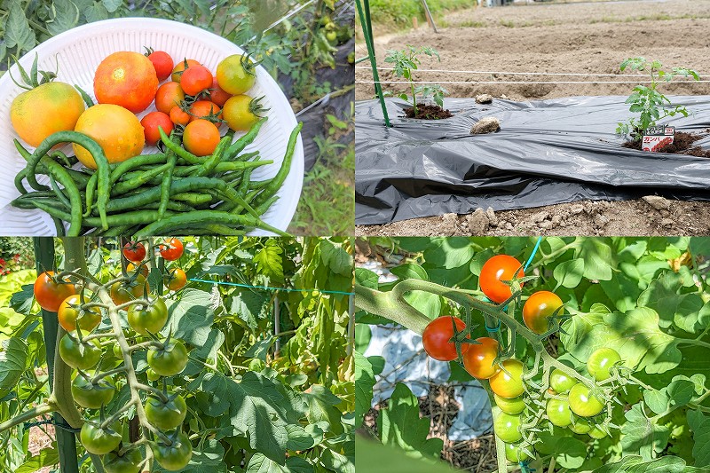 サントリー本気野菜　トマト　ガンバの栽培（家庭菜園へ５月植え付け７月収穫）