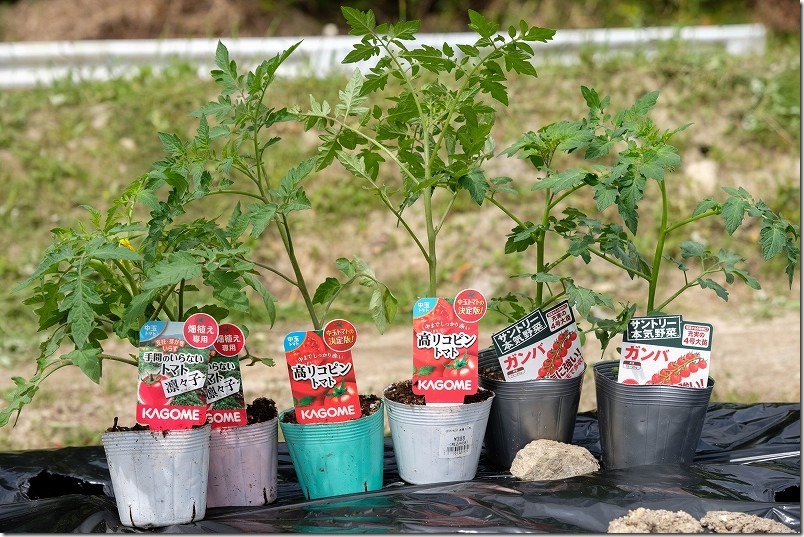 カゴメ、高リコピントマトの苗、植え付け