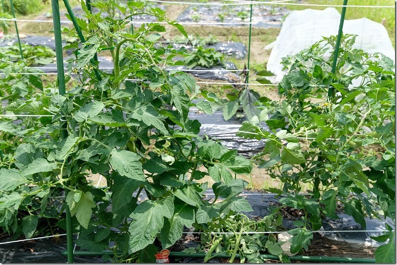 高リコピントマト、苗植え付け約４週、着果