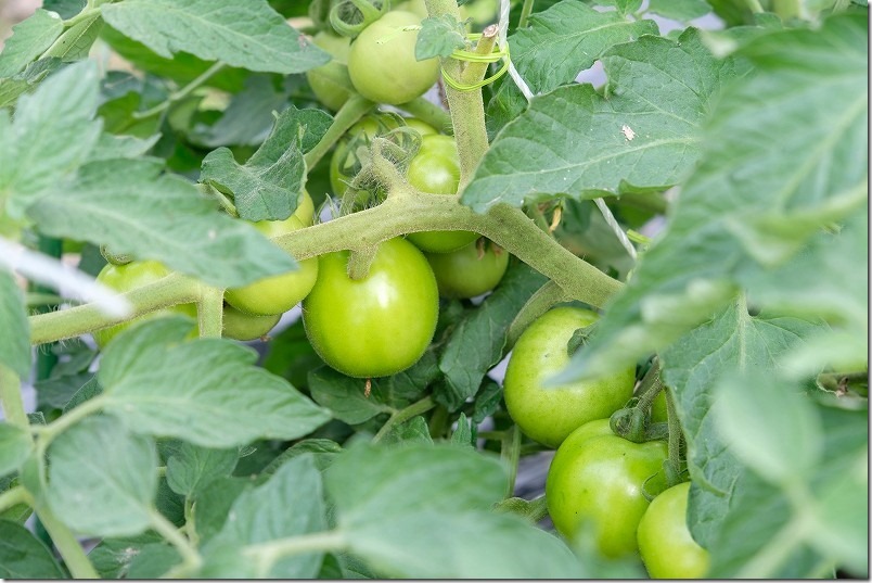 手間のいらないトマト凛々子、苗植え付け約6週。まだ実が赤くならない