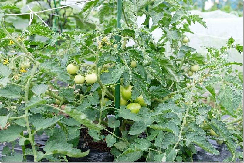 手間のいらないトマト凛々子、苗植え付け約6週。たくさん実が付く