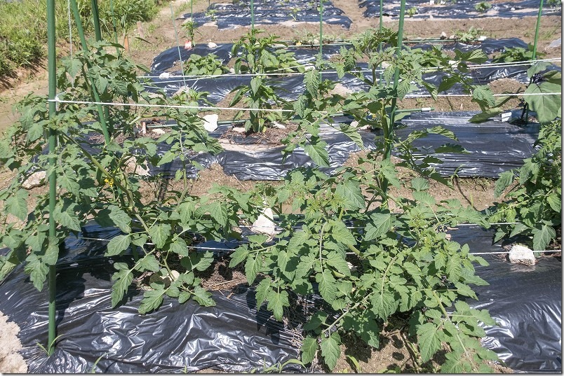植え付けた３週目のトマト、サントリー本気野菜「ガンバ」