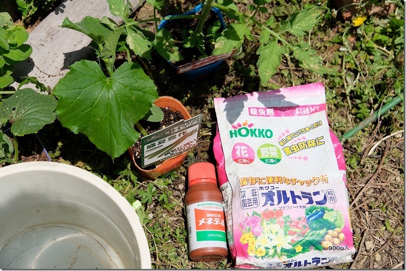 キュウリ苗植え付け、防虫にオルトラン粒剤、発根にメネデールを使用