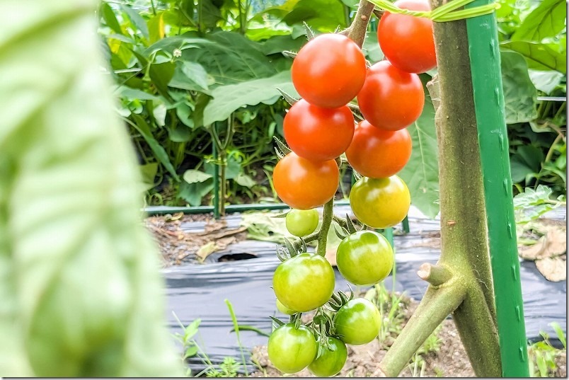 サントリー本気野菜,トマト,ガンバの初収穫７月