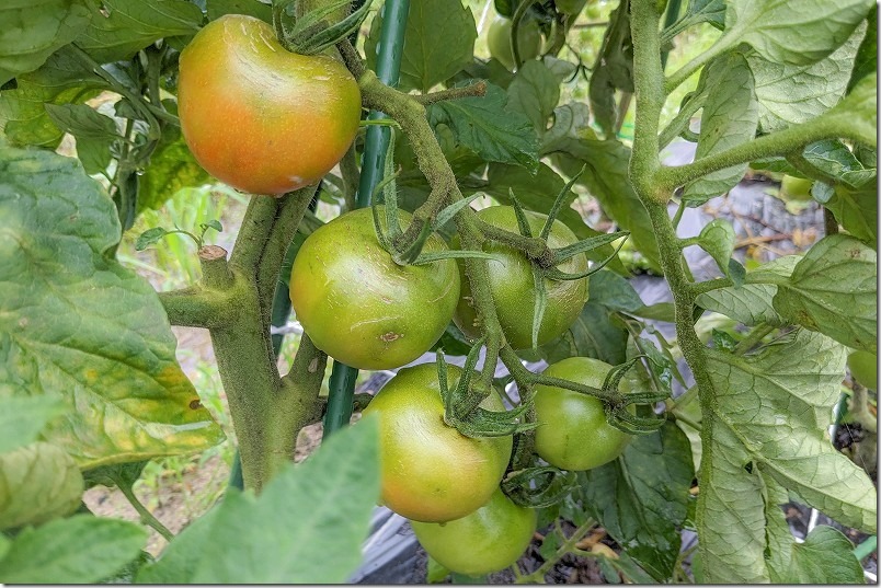 カゴメ、高リコピントマト初収穫