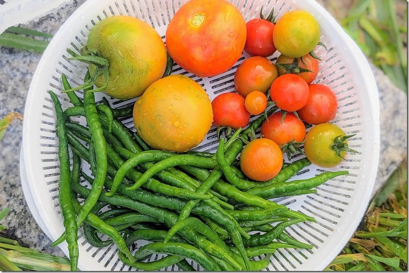 サントリー本気野菜、トマト、ガンバの収穫・収穫量