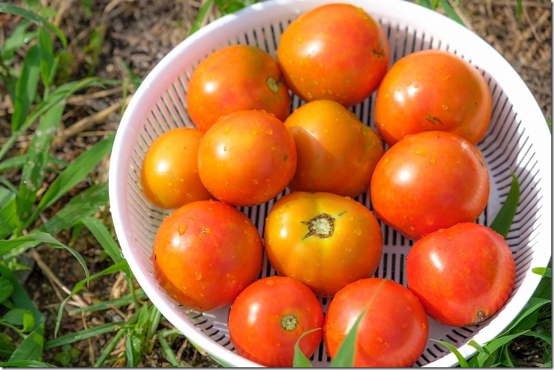 カゴメ,手間のいらないトマト凛々子、赤くなってたくさん収穫