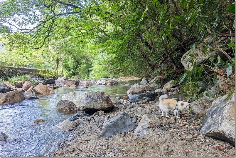 野河内渓谷で犬と水遊び