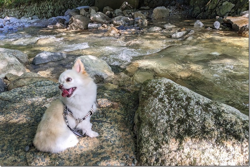 犬と渓流で涼む。野河内渓谷