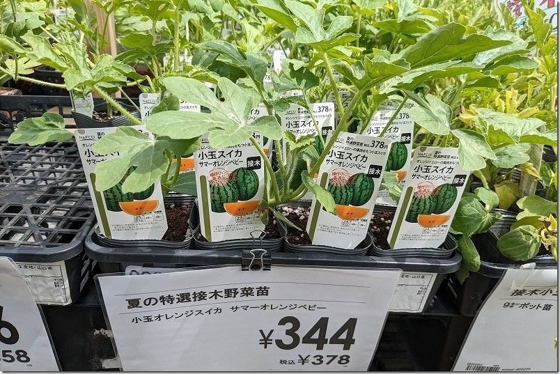 栽培した小玉スイカの種類、サマーオレンジベビーの苗