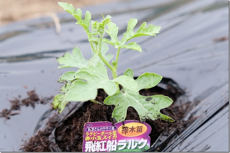 小玉スイカの苗植え付け、100均マルチシートを利用。5月植え付け
