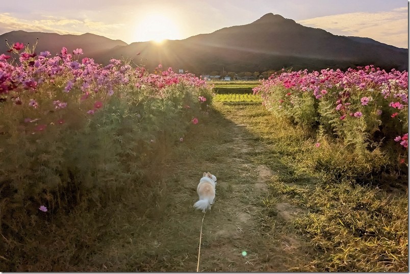 10月下旬、やよいの風公園の満開のコスモス畑を犬と散歩
