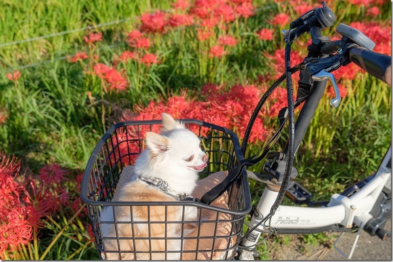彼岸花の咲く小道まで犬を載せて自転車で、短いベルトで固定
