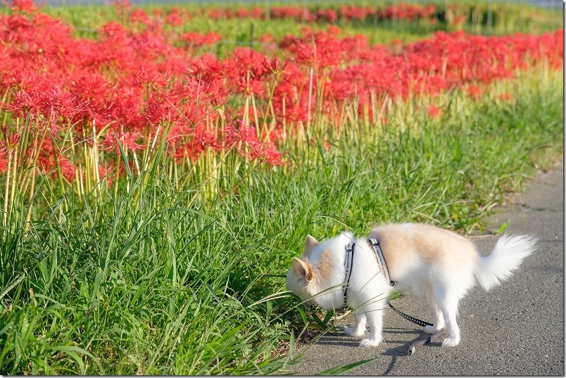 彼岸花が咲く、田んぼ周辺を犬と散歩、9月中旬
