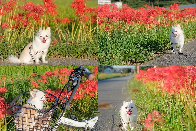 彼岸花の咲く小道を犬と散歩（福岡市西区今宿）