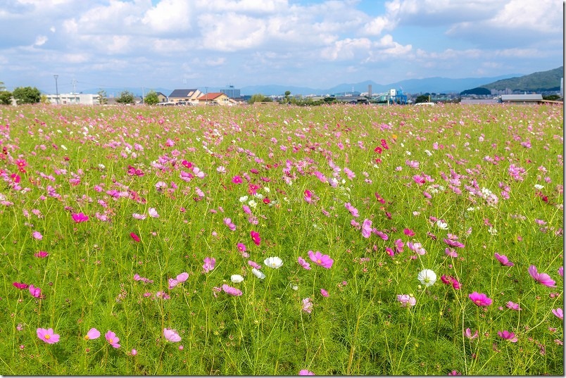 福岡市西区、やよいの風公園の開花状況2023、10月中旬