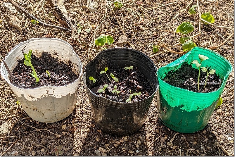 アスパラ菜の発芽状況、種蒔きから1週間