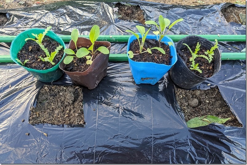 アスパラ菜の畑への定植（不織布トンネル使用）、11月