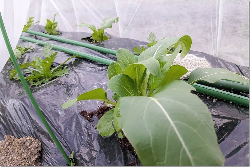 アスパラ菜、春菊の畑の生育状況、12月下旬（不織布トンネル使用）