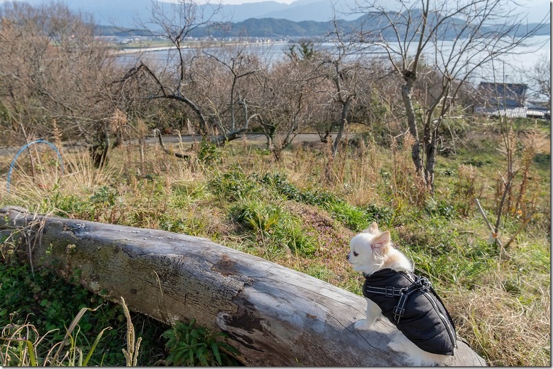 丸太のベンチで記念撮影、小富士梅林、犬と海