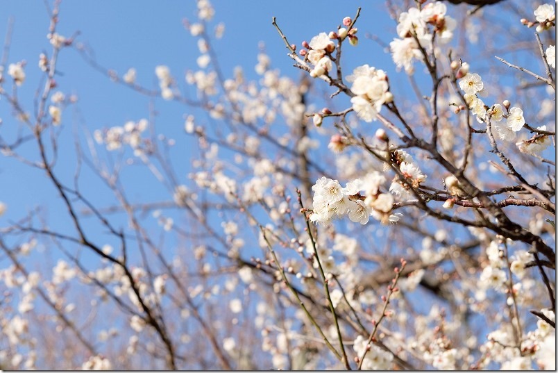 小富士梅林の梅の開花状況