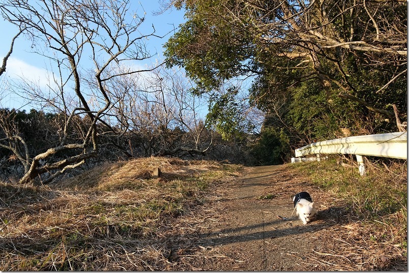 小富士梅林のお散歩で注意